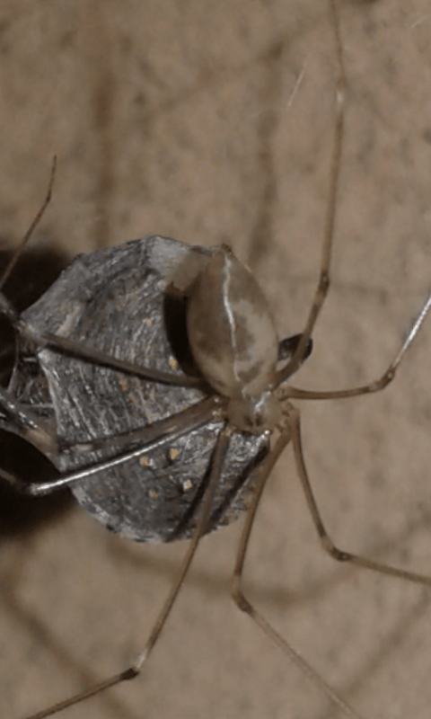 Pholcidae : Pholcus phalangioides? S